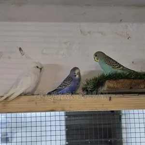 Budgies Available
