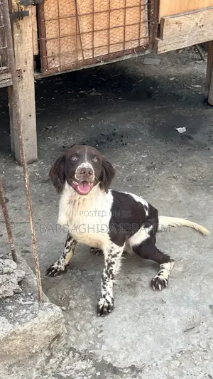 6-12 months Male Purebred English Springer Spaniel
