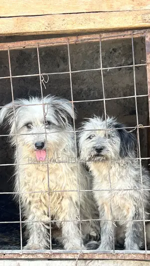 6-12 months Male Purebred Maltese