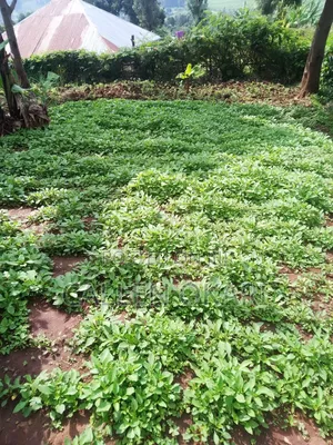 Fresh Farm Kienyeji