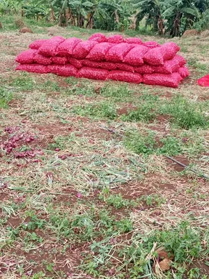 I Sell Fresh Farm Onions