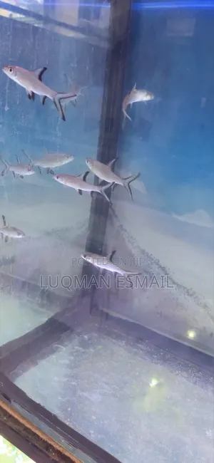 Bala Sharks