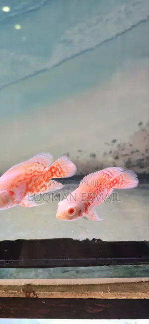 Albino Oscars