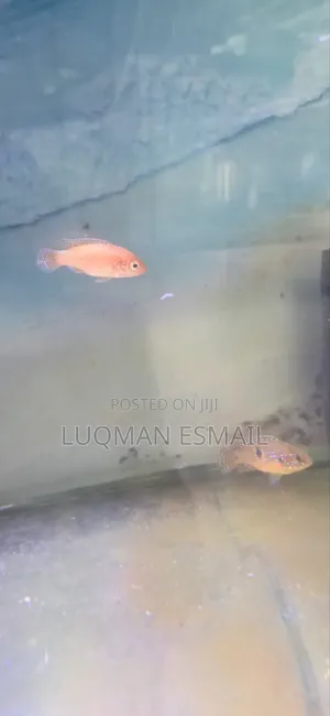 Red Jewels Cichlids