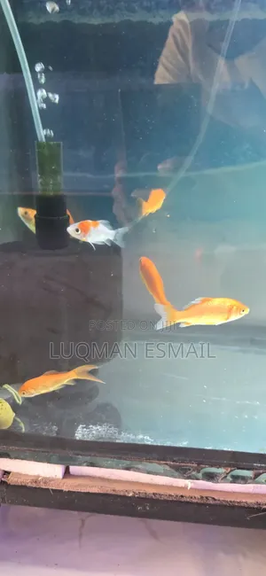 Gold Fishes
