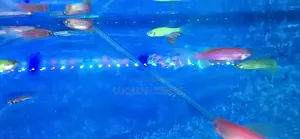 Danios Zebra