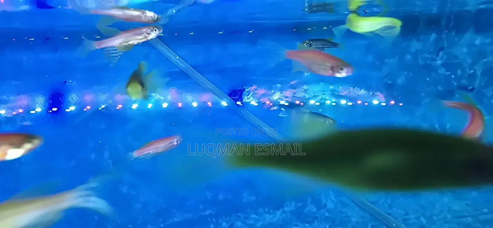Danios Zebra