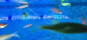 Danios Zebra