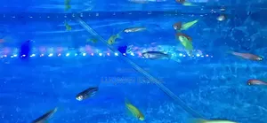Zebra Fish