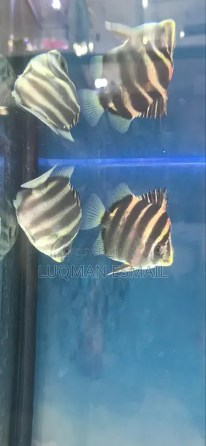 Tigerskats