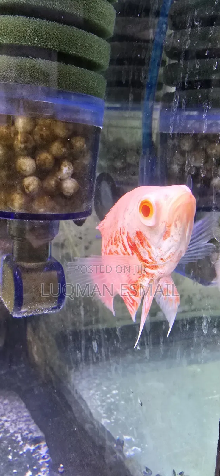 Albino Oscar