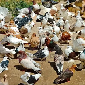 Exotic Pigeons