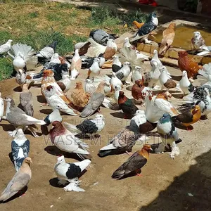 Exotic Pigeons