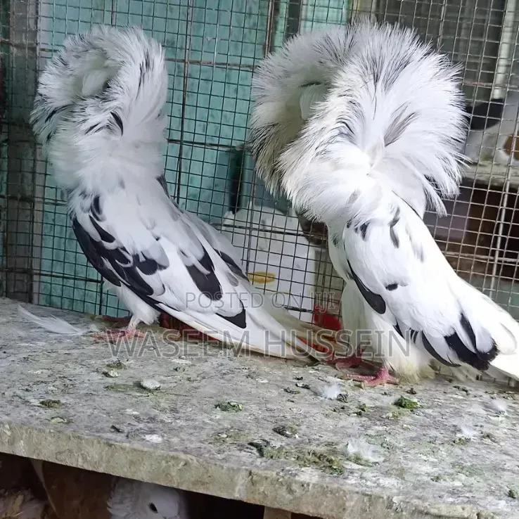 Exotic Pigeons