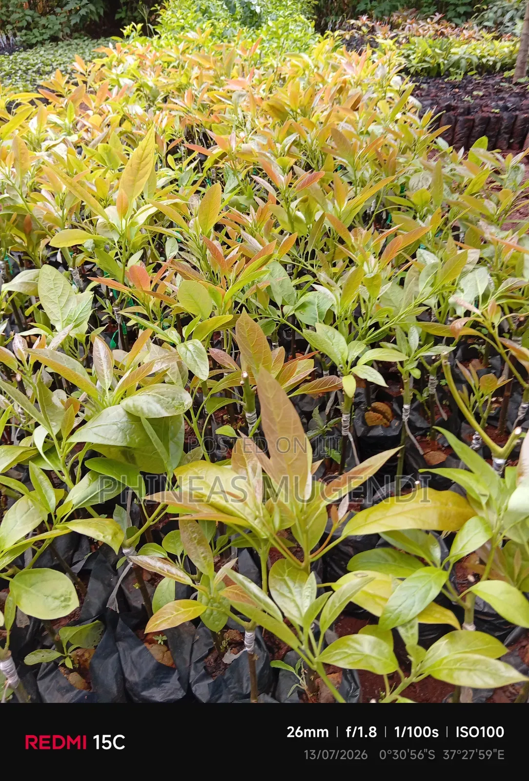 Coffee And Hass Seedlings