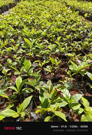 Coffee And Hass Seedlings