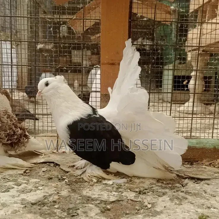 Exotic Pigeons
