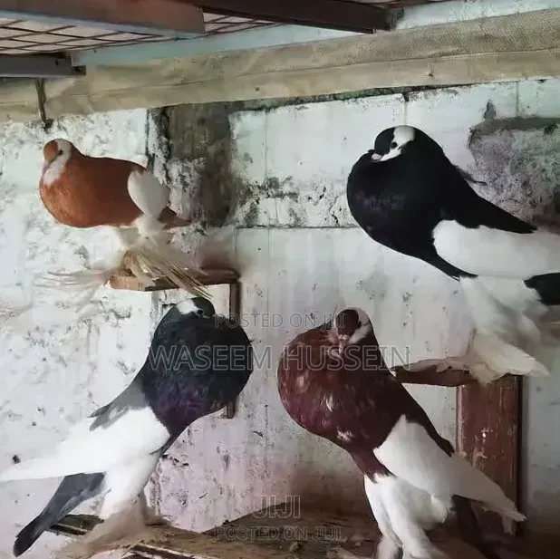 Exotic Pigeons