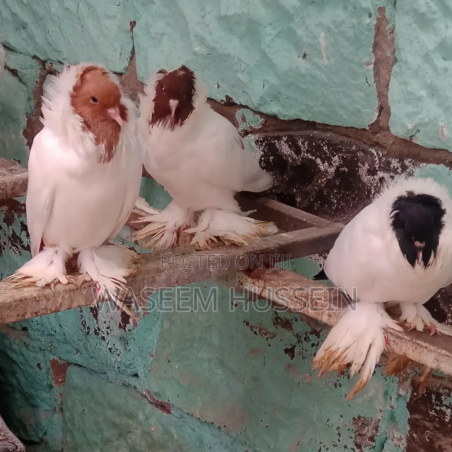 Exotic Pigeons