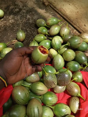 Tree Tomatoes