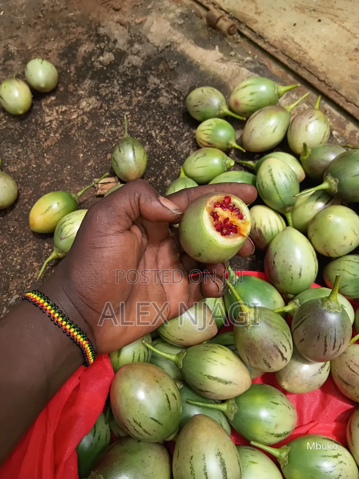 Tree Tomatoes