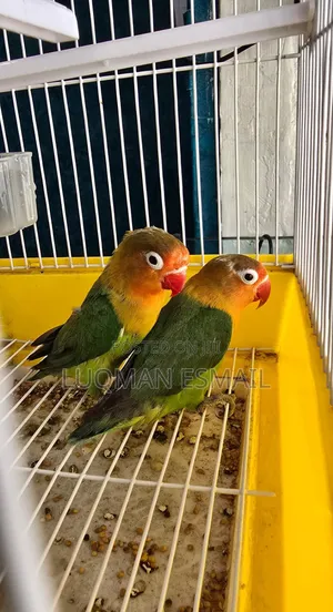 Bird Cages