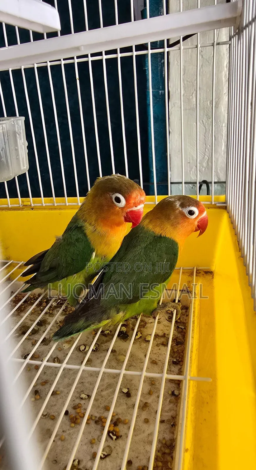 Bird Cages