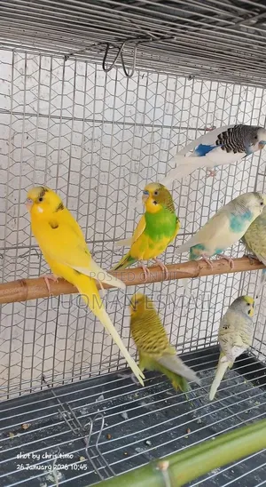 Bird Cages