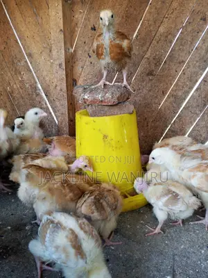 Improved Kienyeji Chicks