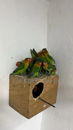 Breeding Box for Birds