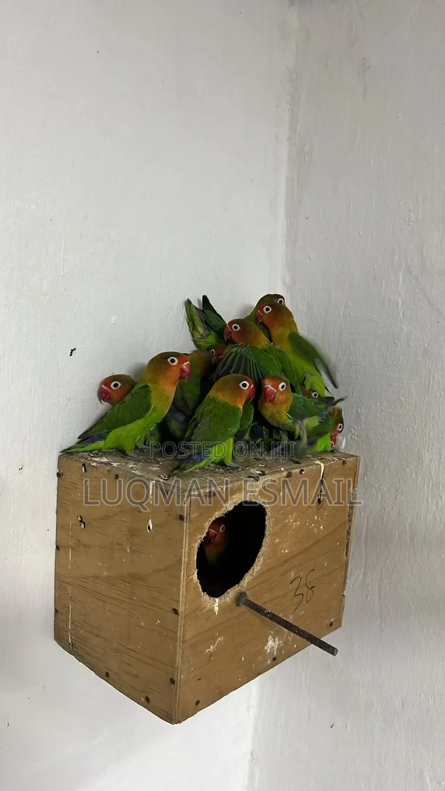 Breeding Box for Birds