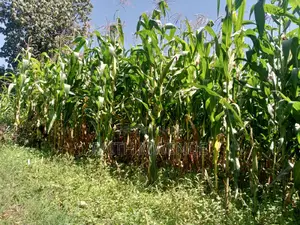 Fullcorn Maize for Silage