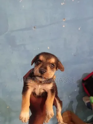 0-1 month Female Mixed Breed Havanese