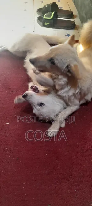 6-12 months Female Mixed Breed Japanese Spitz