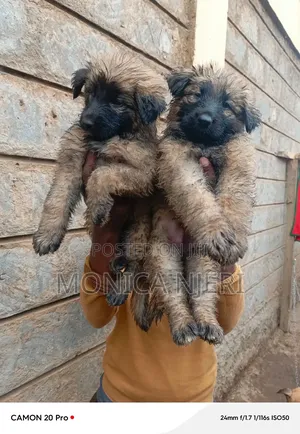 1-3 months Male Purebred Belgian Tervuren