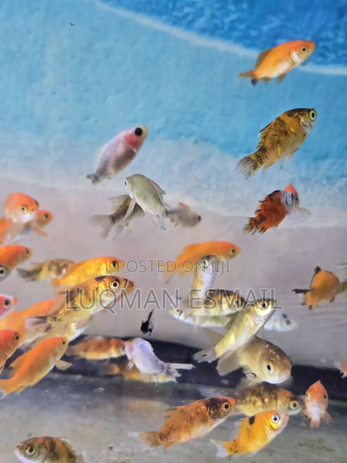 Gold Fish Available