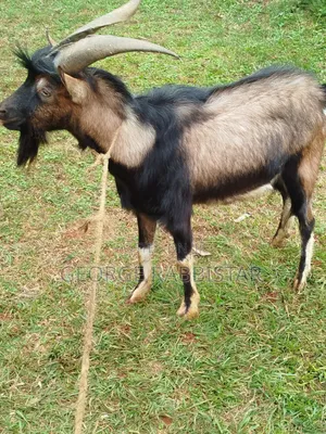 German Alpine He Goat