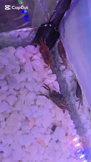 Fresh Water Crabs Available