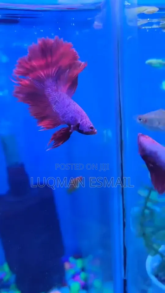 Betta Fish Available