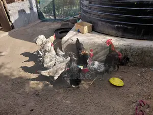 Kienyeji Chickens