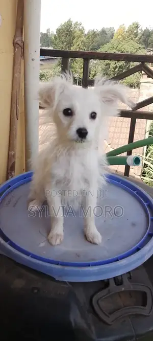 3-6 months Female Purebred Chihuahua