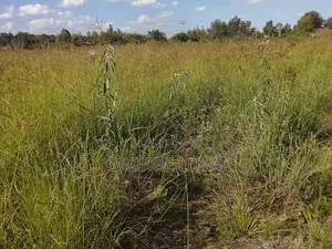 Boma Rhodes Grass