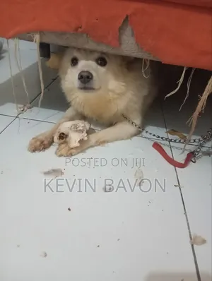 6-12 months Male Purebred Japanese Spitz