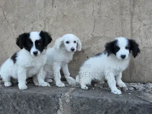 1-3 months Male Purebred Japanese Spitz