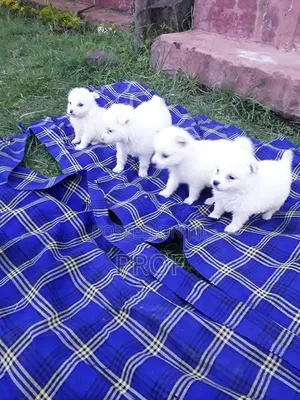1-3 months Male Purebred Japanese Spitz