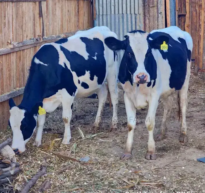 Dairy Cows