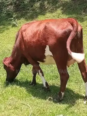 Dairy Cows