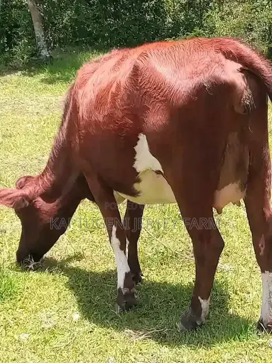 Dairy Cows