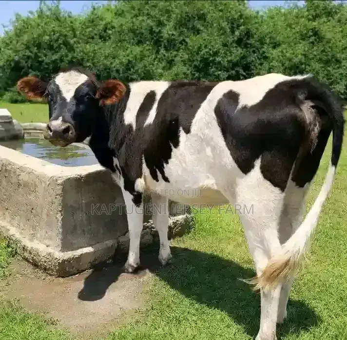 Dairy Cows