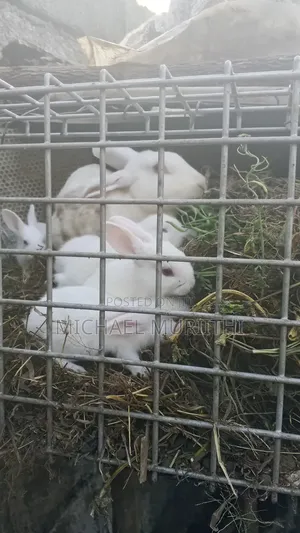 Michael Rabbits